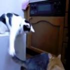 gato_trollando_outro_gato