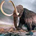 Um cientista revelou que tem projeto para clonar um mamute