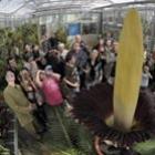 conheca_a_maior_especie_de_flor_do_mundo