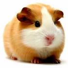 o_porquinhodaindia_e_parente_do_porco