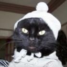 como_cuidar_do_seu_gatinho_no_inverno_