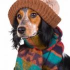 Animais de estimação recebem mimos a mais no tempo frio com roupas e acessórios 