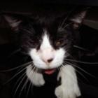fotos_hilarias_revelam_os_gatos_da_ressaca