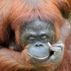 Autoridades forçam orangotango a parar de fumar