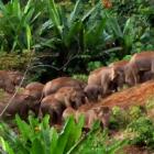 Elefantes ameaçados: quando não é pelo marfim, é pela perda de hábitat