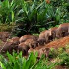 elefantes_ameacados_quando_nao_e_pelo_marfim_e_pela_perda_de_habitat