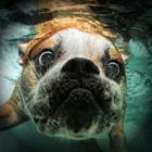 caes_subaquaticos