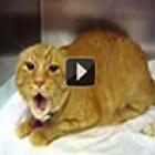 gato_do_demonio