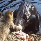  Vídeo publicado na web mostra gato corajoso batendo em jacaré; assista!