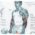 Bíceps - Rosca Inversa 