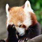 fotografias_tiradas_no_momento_certo_e_o_facepalm_animal