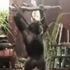 filme_planeta_do_macacos_lanca_video_viral_do_macaco_armado