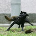 Esquilo ninja