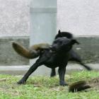 esquilo_ninja