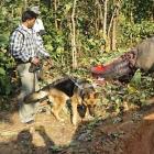 caes_no_combate_ao_trafico_de_animais