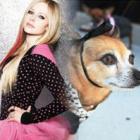 quem_veste_melhor_&ndash;_cachorros_vs_celebridades