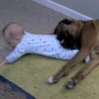 Boxer brincando com bebê fofo