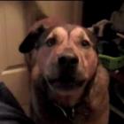 discutindo_a_relacao&hellip;__com_seu_animal_de_estimacao