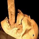 cranio_de_vampiro_e_encontrado_com_uma_estaca_na_boca