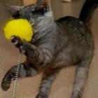gato_se_atrapalha_com_um_pedaco_de_presunto