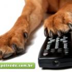 canal_de_televisao_promete_levar_entretenimento_para_seu_cachorro