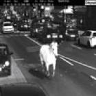 Cavalo leva multa por excesso de velocidade na rua
