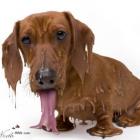 animais_tambem_sofrem_com_o_calor_excessivo