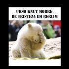 _knut_o_urso_celebridade_morre_de_tristeza_no_zoo_de_berlim