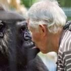 Dono De Zoológico Protagoniza ‘Cena De Romance’ Com Gorila Na França 