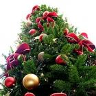 qual_e_a_origem_da_arvore_de_natal_