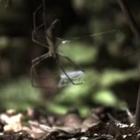 a_aranha_que_cria_uma_rede_de_teia_em_suas_patas_e_sai_para_cacar