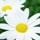 nao_acredite_nas_flores_