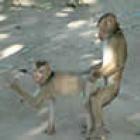 sexo_animal_