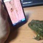 um_sapo_e_um_ipad__