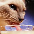 Como os gatos bebem água ?