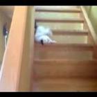 Vídeo: gato baiano descendo as escadas