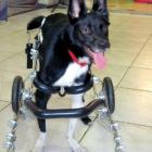 Cão com paralisia mobiliza voluntários no interior de SP e ganha cadeira de roda