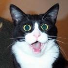 luta_epica_de_um_gatinho_por_sua_vida_cenas_impressionantes_