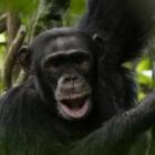unidades_de_conservacao_indispensaveis_para_a_fauna_silvestre
