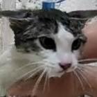 gata_odeia_banho_e_ainda_reclama_em_voz_alta
