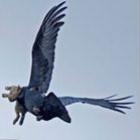 imagem_incrivel_de_um_corvo_levando_um_coelho_para_saciar_sua_fome