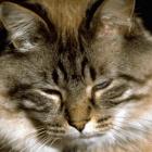 caes_e_gatos_sao_alergicos_e_precisam_de_cuidados_especiais1