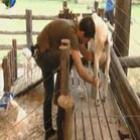 thiago_gagliasso_bateu_na_cabra_e_peoes_foram_punidos