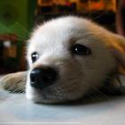 culpado_donos_podem_influenciar_na_agressividade_de_seus_animais