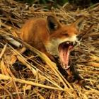 as_melhores_fotografias_da_natureza_britanica_em_2011