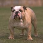 bulldog_pode_ser_reprojetado_geneticamente