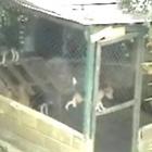 caozinho_da_uma_escapada_sensacional