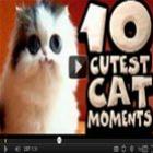 os_10_melhores_momentos_com_gatos