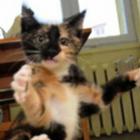 esse_gato_esta_tendo_aulas_de_kung_fu_cuidado_com_ele