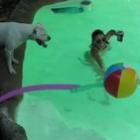 o_cachorro_quer_brincar_tambem